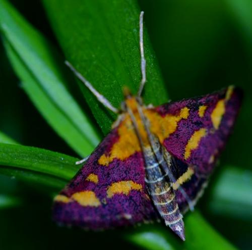 Réf. 288 719 : Pyrausta purpuralis